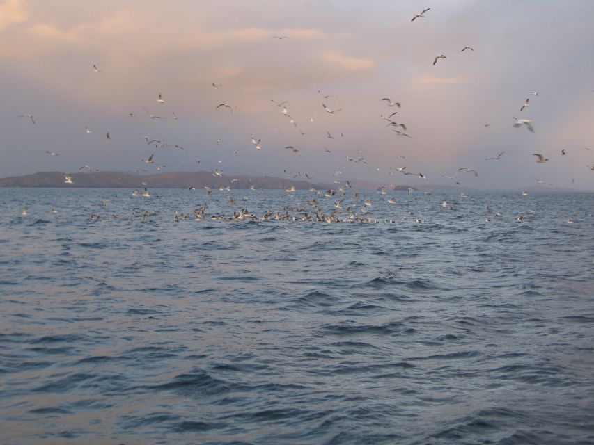 County Cork: Whale & Dolphin Watching Boat Trip - What to wear and pack for three to four hours