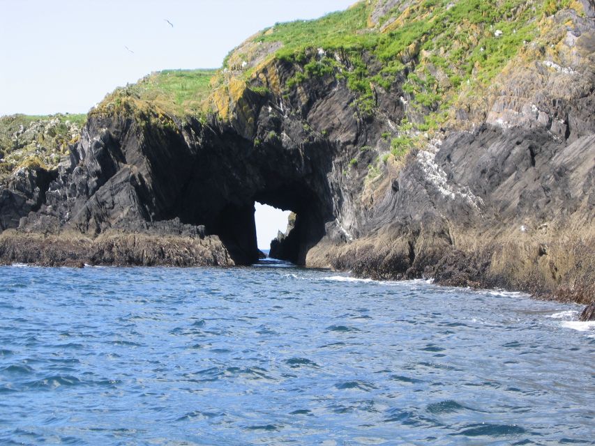 County Cork: Whale & Dolphin Watching Boat Trip - Is $51 a fair price?