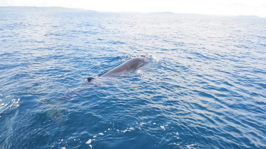 County Cork: Whale & Dolphin Watching Boat Trip - Who should book this trip?