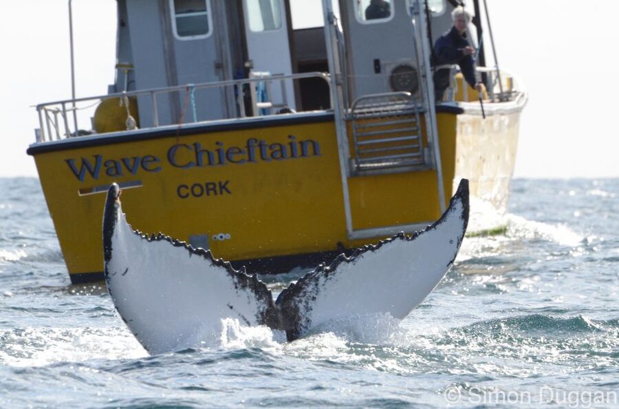 County Cork: Whale & Dolphin Watching Boat Trip - Searching the open water for whales