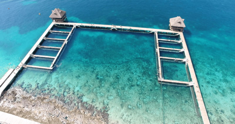 Cozumel: Dolphin Royal Connection and Manatee Interaction - The 10-minute manatee encounter at Chankanaab