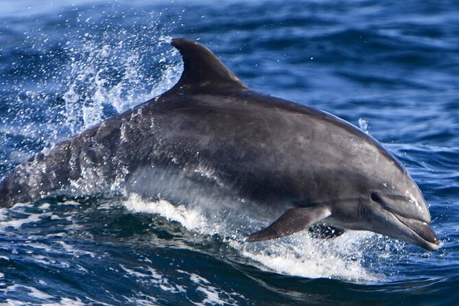 Cruise and Snorkeling with Dolphins Including Lunch from Hurghada - Leaving Hurghada at 8:30 am