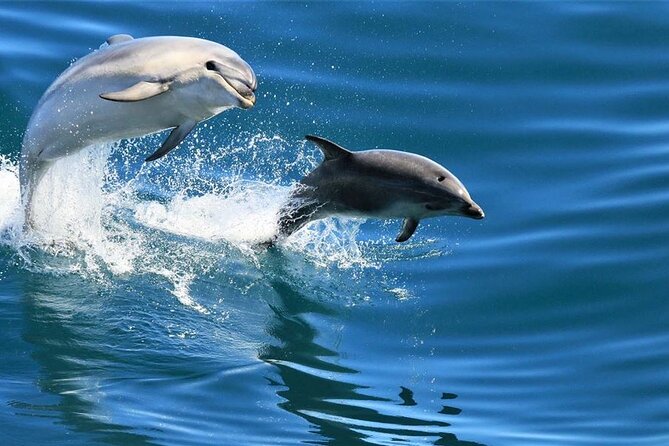 Cruise and Snorkeling with Dolphins Including Lunch from Hurghada - Lunch on the Boat, With Time to Relax