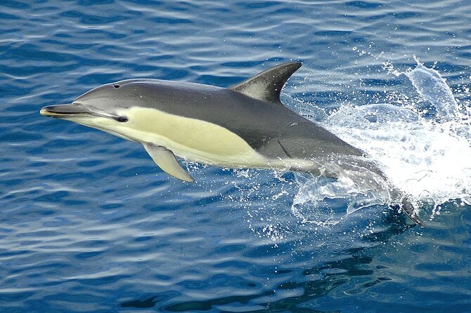 Cruise and Snorkeling with Dolphins Including Lunch from Hurghada - Service, Transfers, and the Onboard Feel