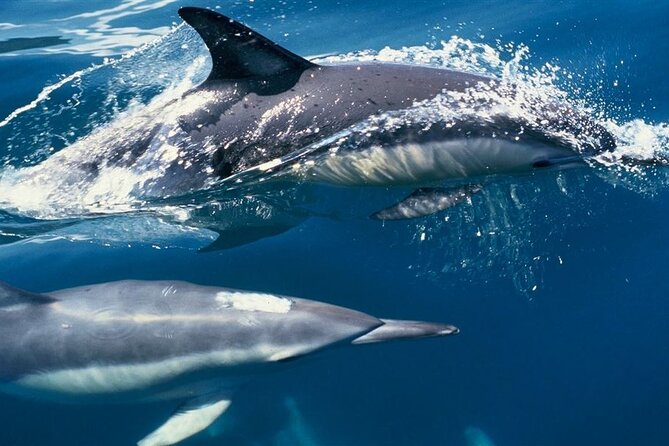 Cruise and Snorkeling with Dolphins Including Lunch from Hurghada - Searching the Open Sea for Dolphins