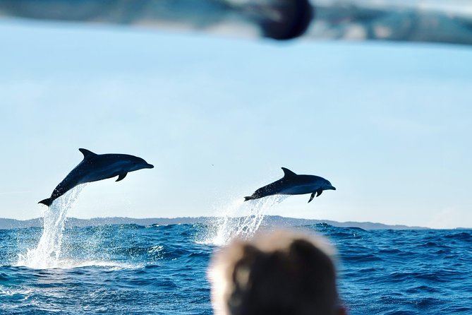Cruise with Dolphins in Byron Bay - Why this Ballina dolphin cruise is worth considering