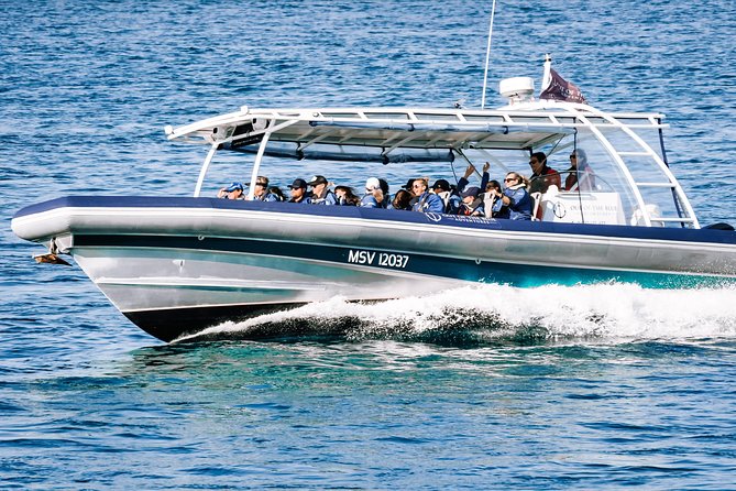 Cruise with Dolphins in Byron Bay - Meeting at Lance Ferris Wharf in Ballina