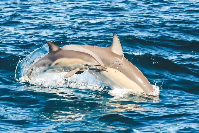 Cruise with Dolphins in Byron Bay - The marine biologist makes the difference