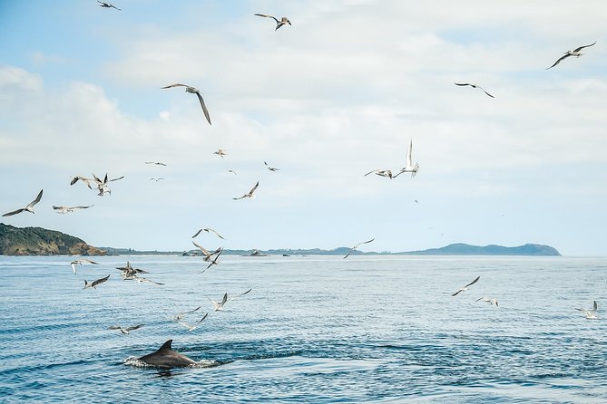 Cruise with Dolphins in Byron Bay - Who should book this experience?