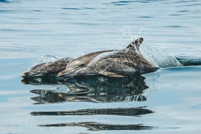 Cruise with Dolphins in Byron Bay - Practical planning before you go