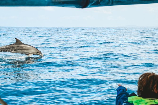 Cruise with Dolphins in Byron Bay - What happens during the 90-minute cruise
