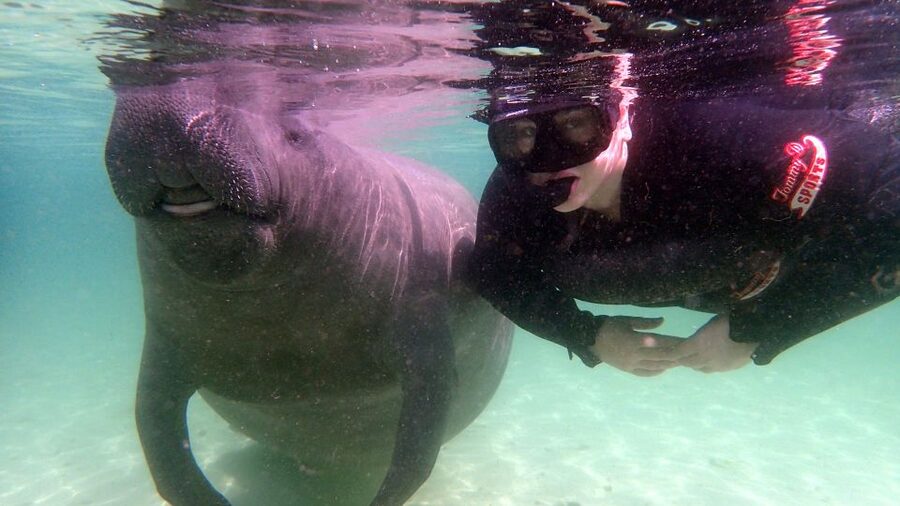 Crystal River: Snorkel with Manatees & Dolphin Airboat Trip - Starting with Crystal River’s winter manatees