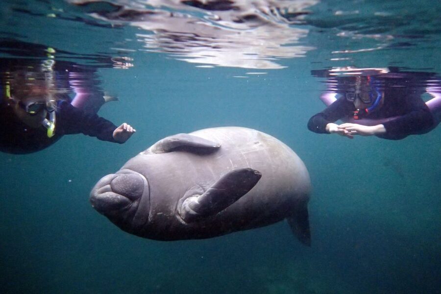 Crystal River: Snorkel with Manatees & Dolphin Airboat Trip - Passive interaction is the right kind of close encounter