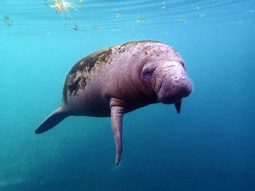 Crystal River: Snorkel with Manatees & Dolphin Airboat Trip - What the three-hour manatee session feels like