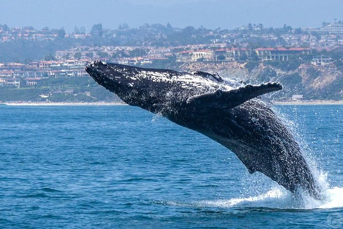 Dana Point Dolphin and Whale Watching with Underwater Viewing - Setting out from Dana Point Harbor