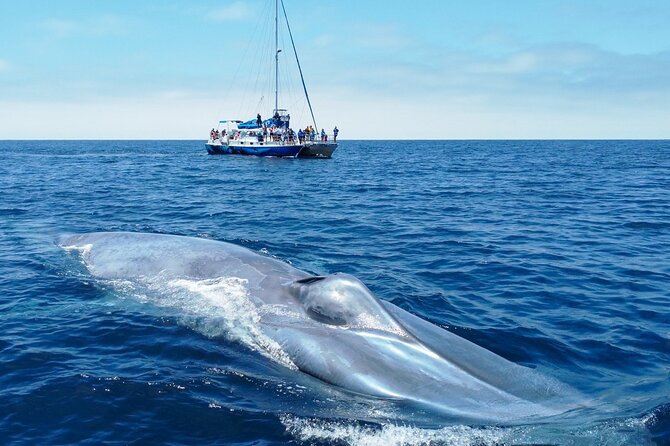 Dana Point Dolphin and Whale Watching with Underwater Viewing - Dolphins are often the main event