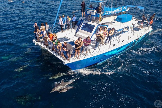 Dana Point Dolphin and Whale Watching with Underwater Viewing - The underwater pods on Manute’a