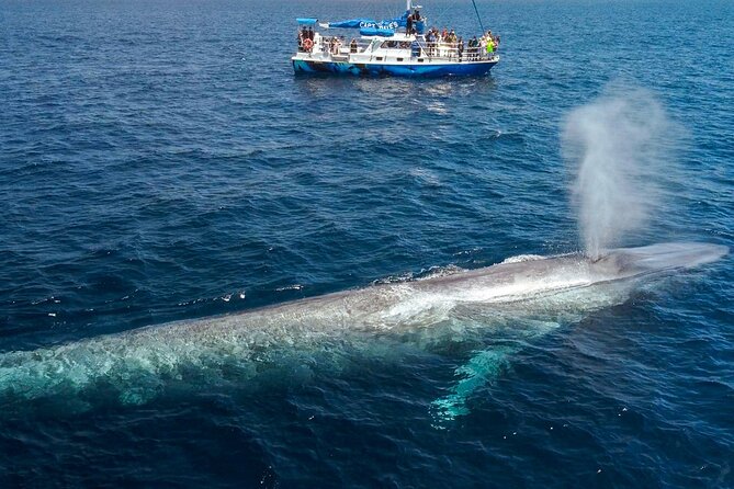 Dana Point Dolphin and Whale Watching with Underwater Viewing - Comfort, weather, and what to bring