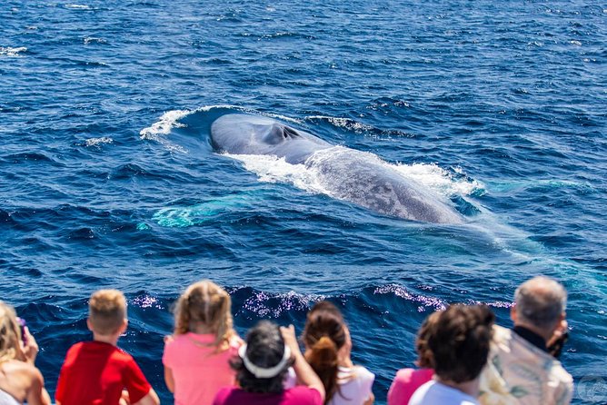 Dana Point Dolphin and Whale Watching with Underwater Viewing - Whale watching requires patience