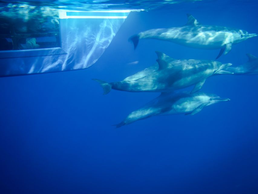 Dana Point Dolphin & Whale Watching With Underwater Viewing - Key points to know before booking