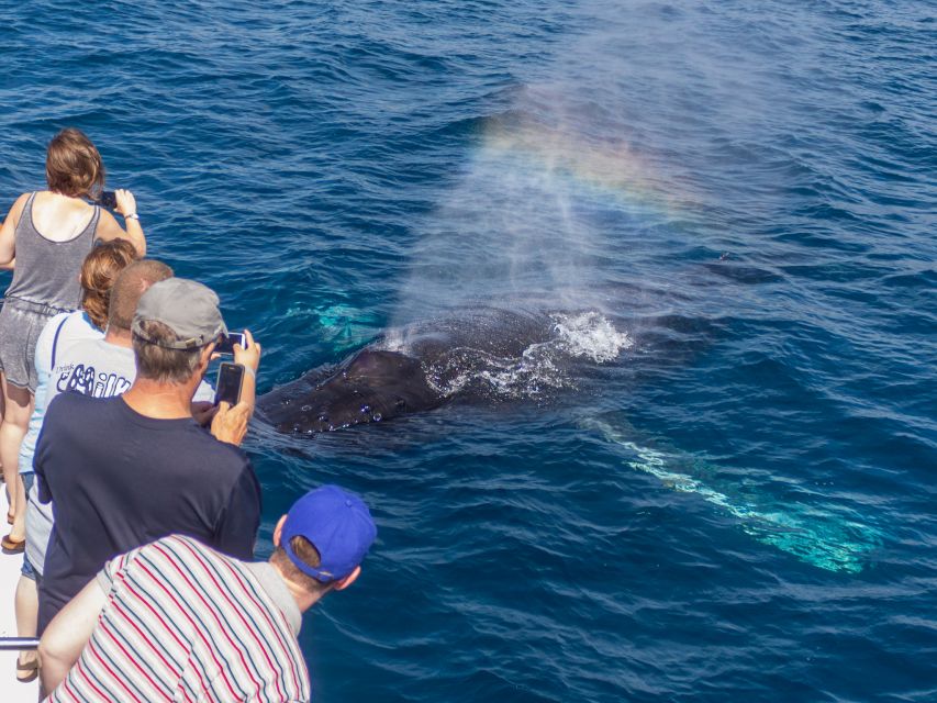 Dana Point Dolphin & Whale Watching With Underwater Viewing - Booking tips that make a difference