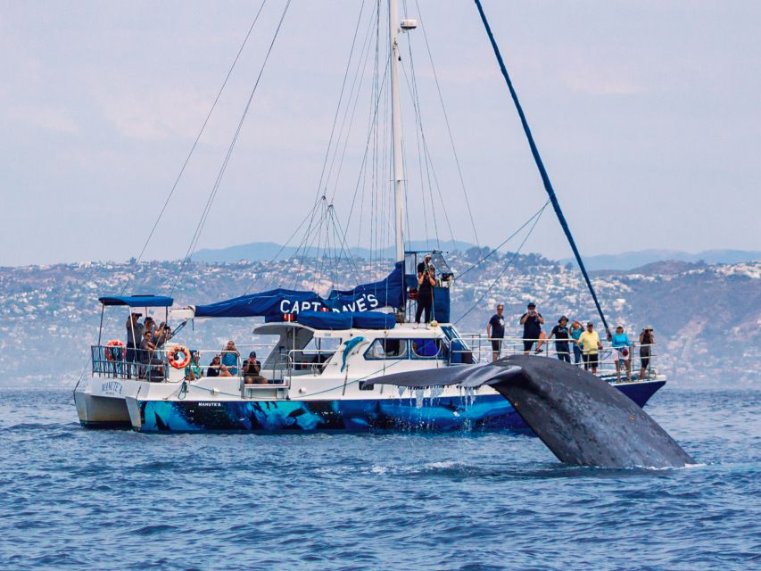 Dana Point Dolphin & Whale Watching With Underwater Viewing - What you learn from the marine naturalists