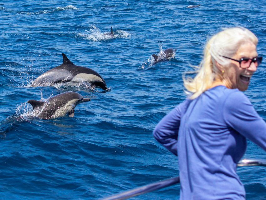 Dana Point Dolphin & Whale Watching With Underwater Viewing - How the day can unfold
