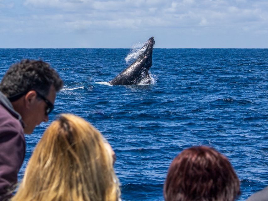 Dana Point Dolphin & Whale Watching With Underwater Viewing - What the $95 price gets you