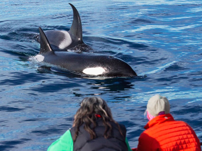 Dana Point Dolphin & Whale Watching With Underwater Viewing - The strongest part is the crew