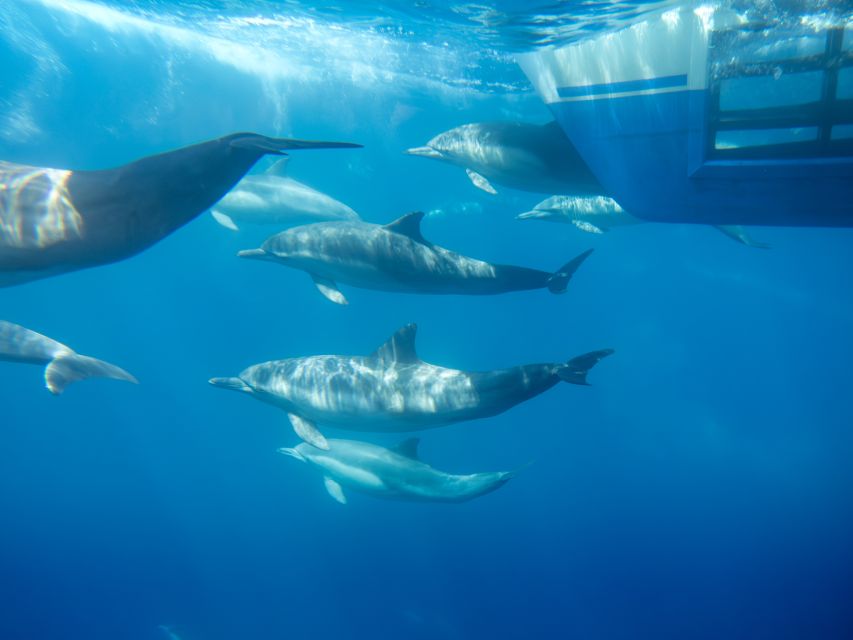 Dana Point Dolphin & Whale Watching With Underwater Viewing - Who will enjoy this cruise most