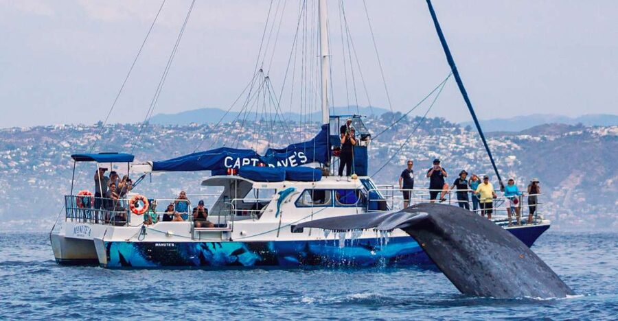 Dana Point Dolphin & Whale Watching With Underwater Viewing - Two and a half hours of open-water wildlife watching