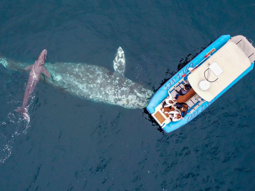 Dana Point Fast & Fun Zodiac-Style Dolphin & Whale Watching - Why this Dana Point boat ride feels different