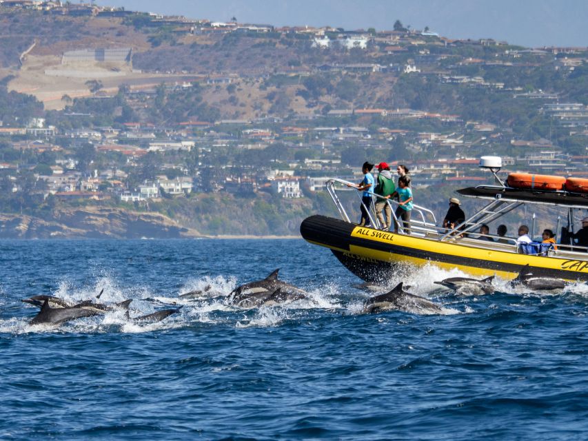 Dana Point Fast & Fun Zodiac-Style Dolphin & Whale Watching - Starting at Dana Point Harbor
