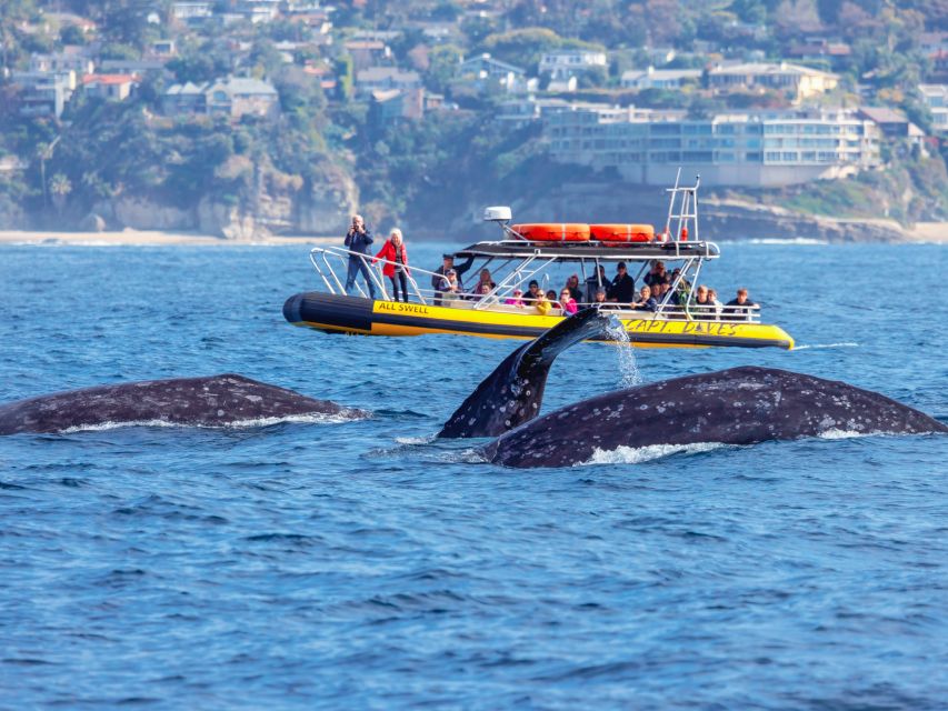 Dana Point Fast & Fun Zodiac-Style Dolphin & Whale Watching - Dolphins close enough to watch the waterline