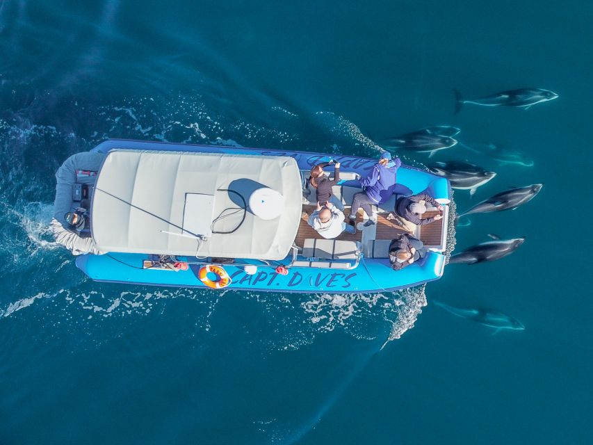 Dana Point Fast & Fun Zodiac-Style Dolphin & Whale Watching - More than whales and dolphins