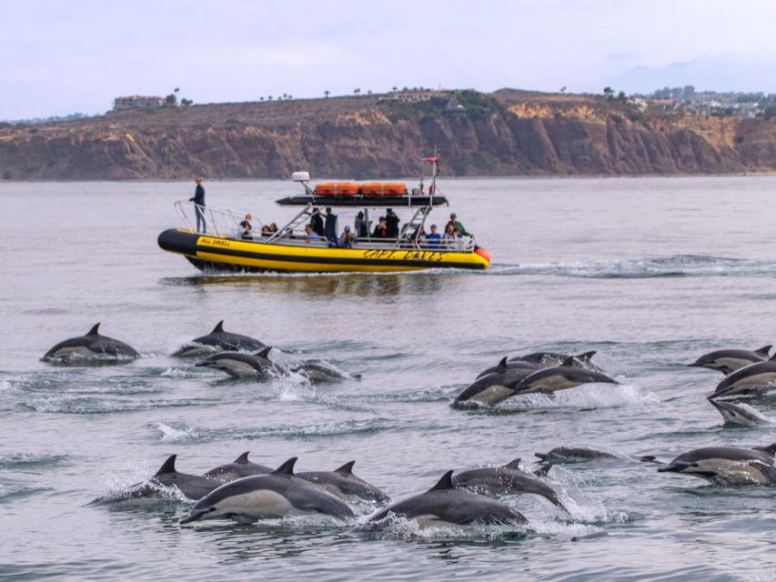 Dana Point Fast & Fun Zodiac-Style Dolphin & Whale Watching - What the guide adds to the ride