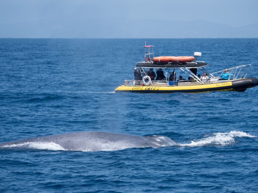 Dana Point Fast & Fun Zodiac-Style Dolphin & Whale Watching - Who should choose the Zodiac Safari?