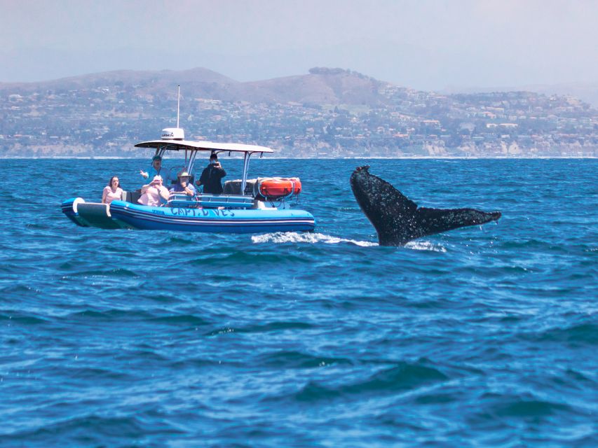 Dana Point Fast & Fun Zodiac-Style Dolphin & Whale Watching - Practical ways to make the most of two hours