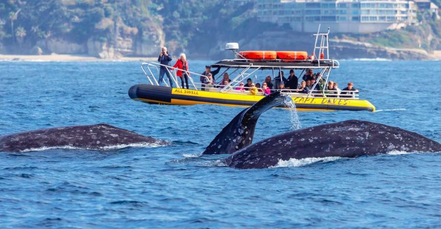 Dana Point Fast & Fun Zodiac-Style Dolphin & Whale Watching - The two-hour run: speed first, wildlife second