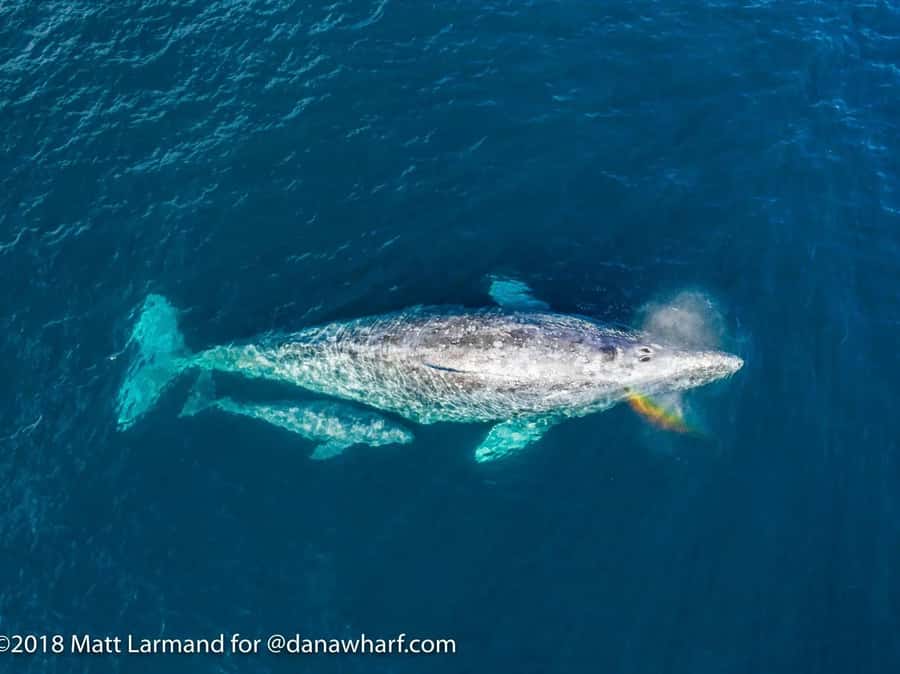 Dana Point: Whale and Dolphin Watching Tour - What the two-hour Dana Point cruise is really like
