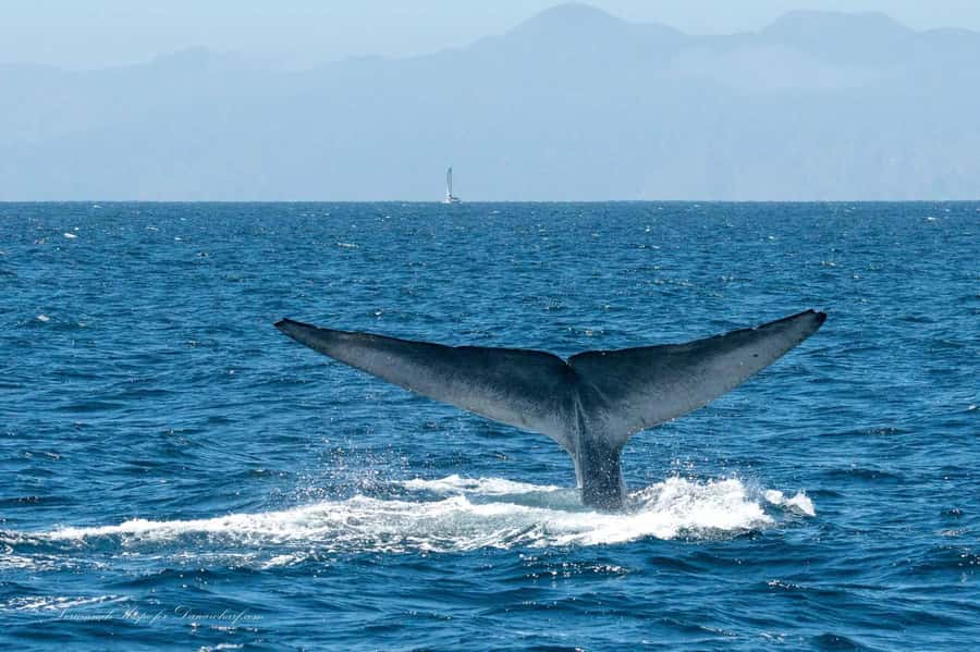 Dana Point: Whale and Dolphin Watching Tour - Leaving Dana Point and finding the first wildlife