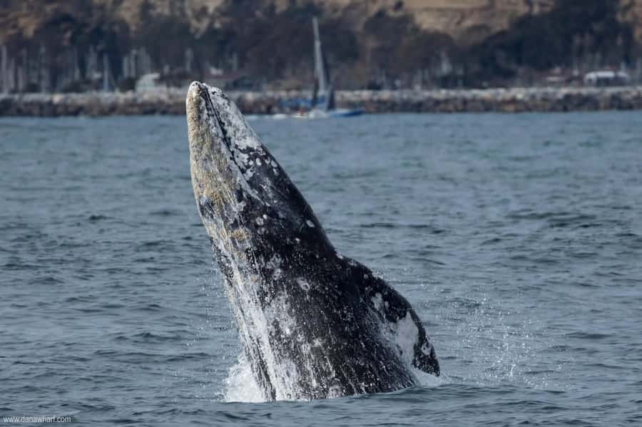 Dana Point: Whale and Dolphin Watching Tour - Dolphins, sea lions, pelicans, and sharks