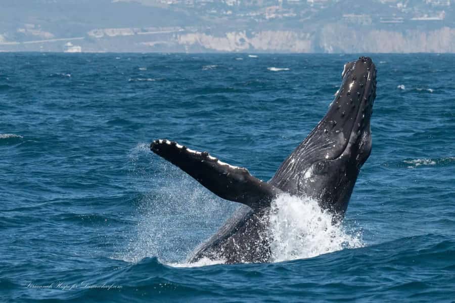 Dana Point: Whale and Dolphin Watching Tour - Whale watching from gray whales to humpbacks