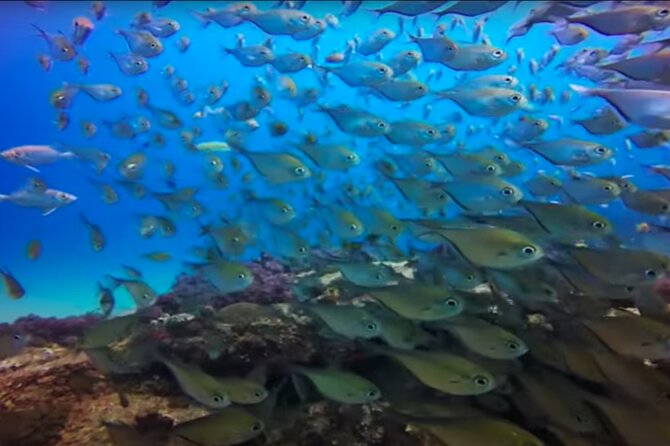 Day Trip to Ponta de Ouro Beach /Dolphin Swim+Snorkel+Whale Watch - Two hours and 45 minutes on the water