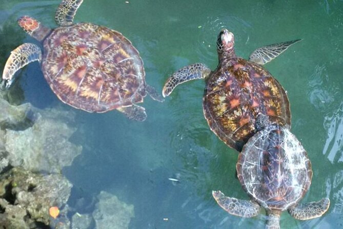 Day Trip Zanzibar: Snorkeling Dolphin Aquarium Turtles and Sunset - Key points at a glance