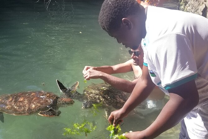 Day Trip Zanzibar: Snorkeling Dolphin Aquarium Turtles and Sunset - The practical rhythm of an eight-and-a-half-hour day