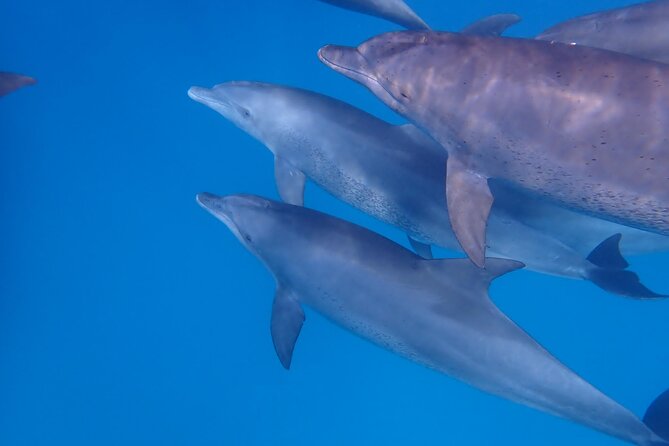 Day Trip Zanzibar: Snorkeling Dolphin Aquarium Turtles and Sunset - Who will enjoy this Zanzibar day trip most
