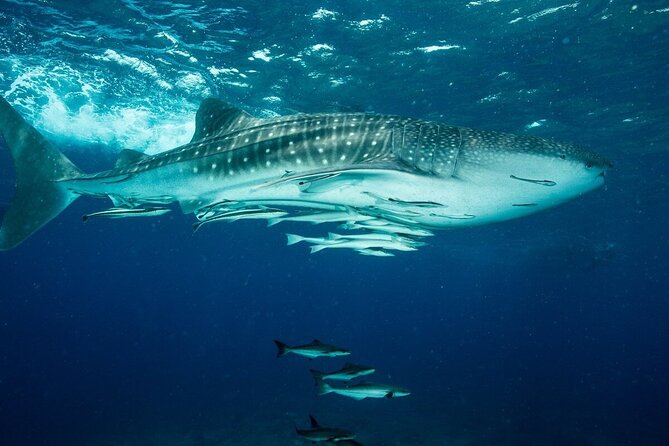 Daymaniyat island Natural Reserve and Dolphin Watching - A short island cruise and second snorkeling stop