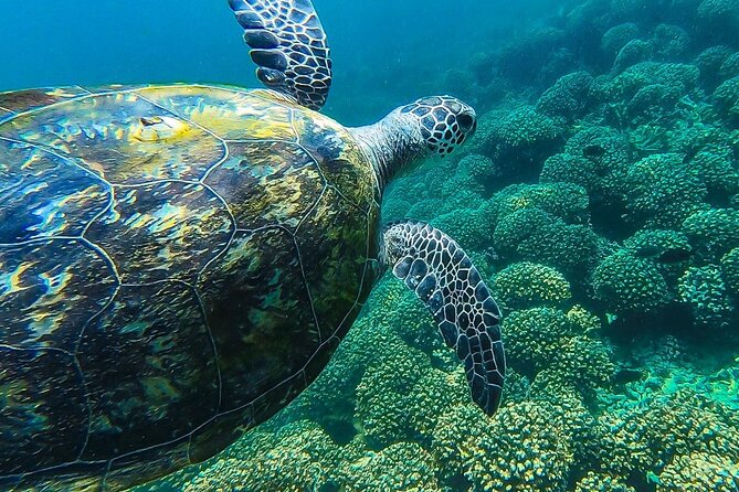 Daymaniyat island Natural Reserve and Dolphin Watching - Who should book this boat tour?