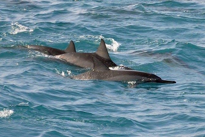 Deluxe Snorkel & Dolphin Watch Aboard a Luxury Catamaran from Kailua-Kona - Rough water, seasickness, and the real drawback